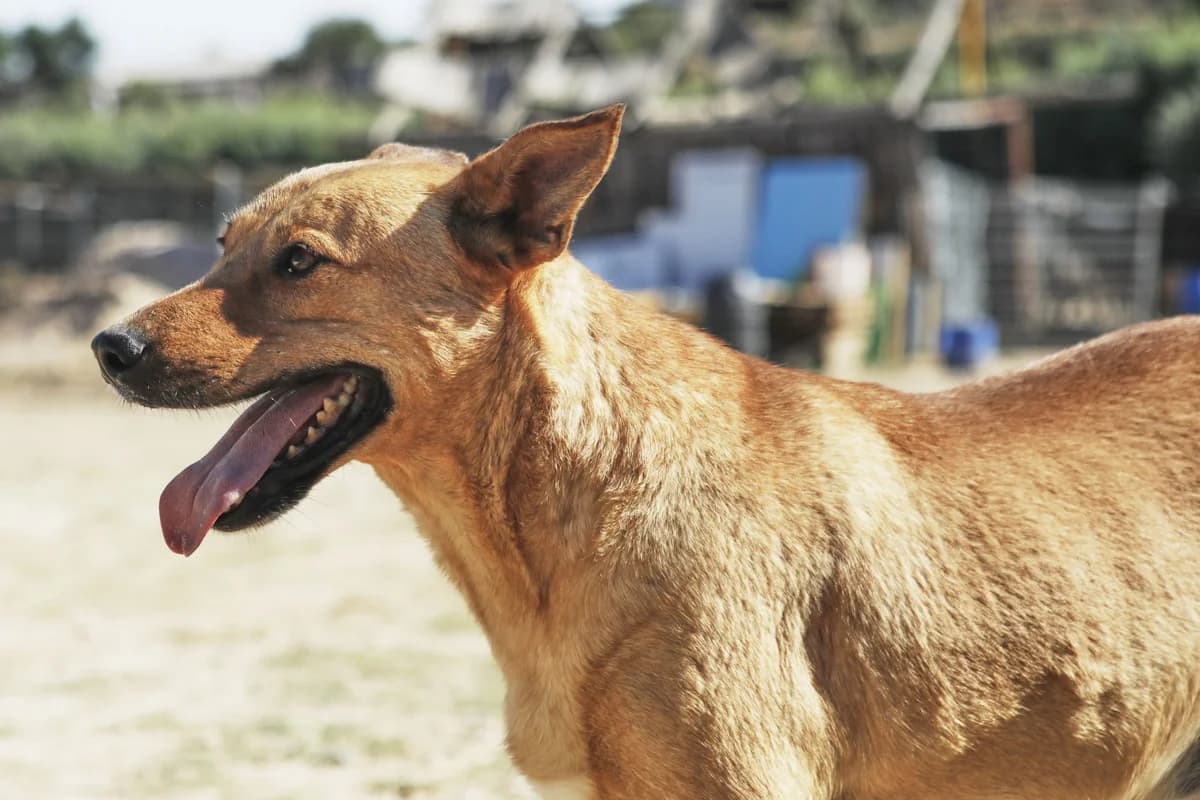 DUNCAN, male young Mixed Breed for adoption at ASCAN Madrid, Madrid