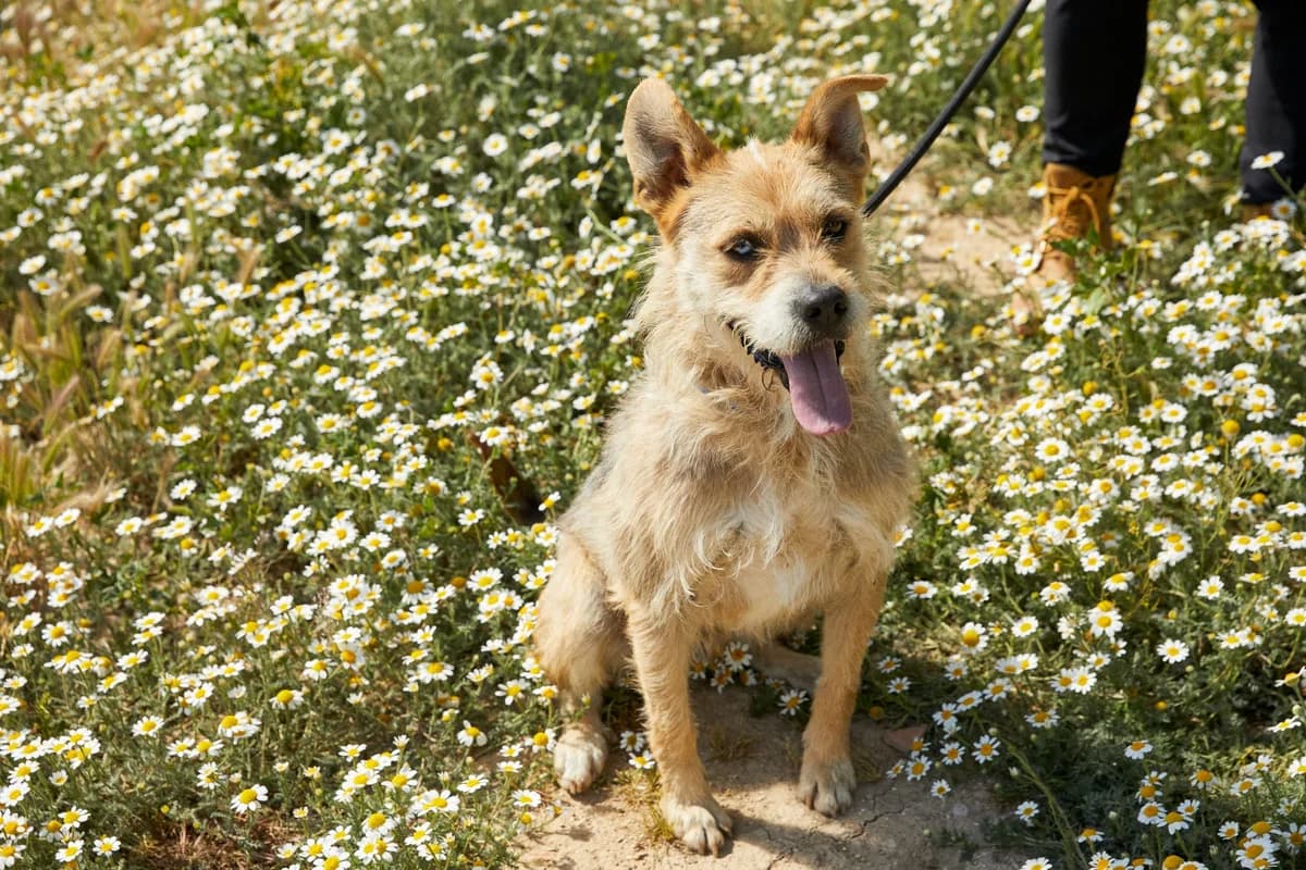 MURDOCK, male 6yo Mixed Breed for adoption at ASCAN Madrid, Madrid