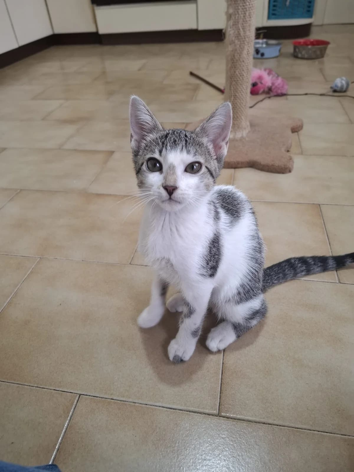 DUMPLING, female puppy Mixed Breed for adoption at Asociación Cometa