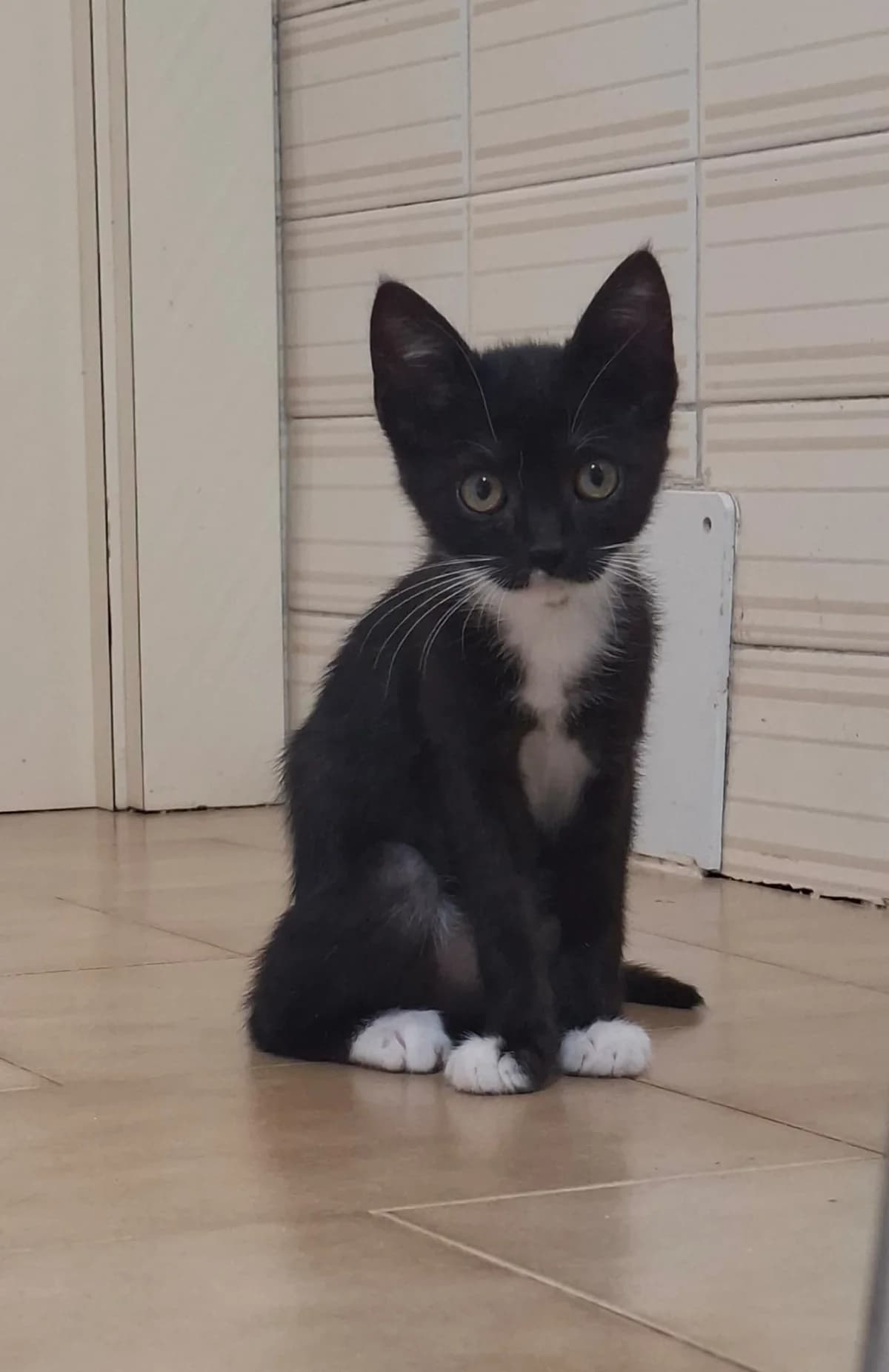 GUANTES, female puppy Mixed Breed for adoption at Asociación Cometa