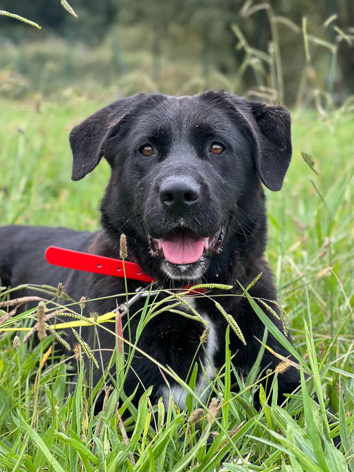 HERBA, female 4yo Mixed Breed for adoption at Asociación Cometa