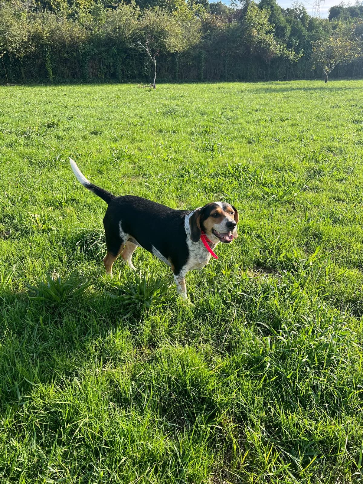 KAILA, female 3yo Mixed Breed for adoption at Asociación Cometa