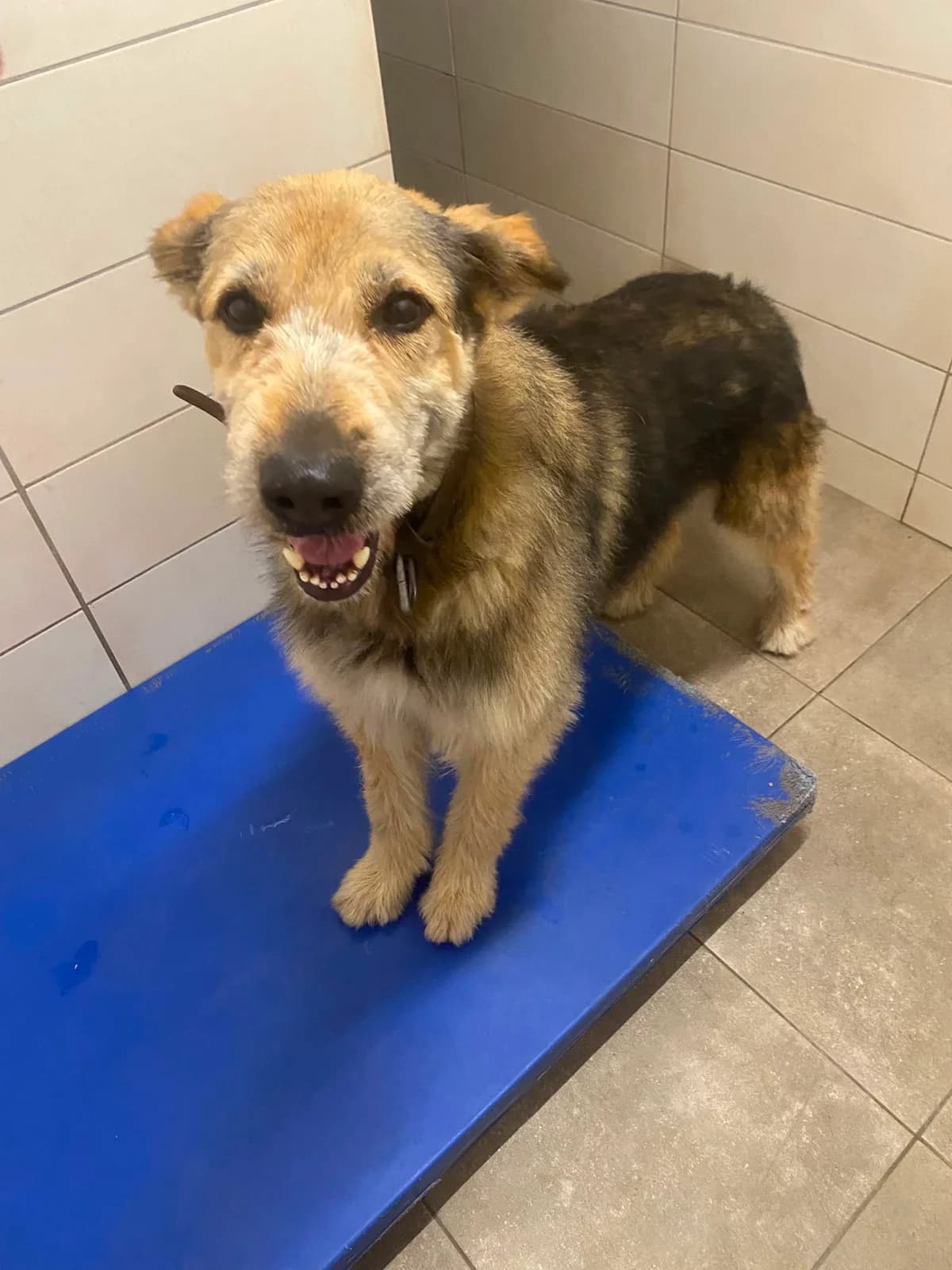 LOMBO, male 5yo Mixed Breed for adoption at Asociación Cometa