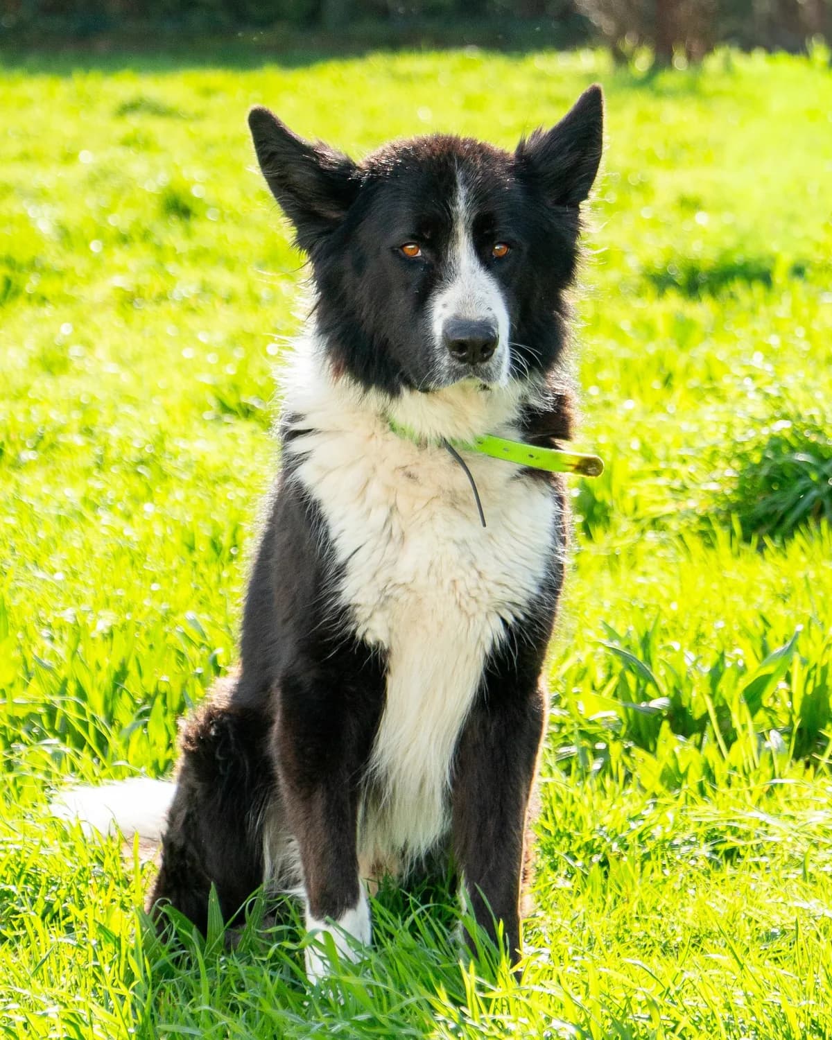 MANNY, male young Mixed Breed for adoption at Asociación Cometa