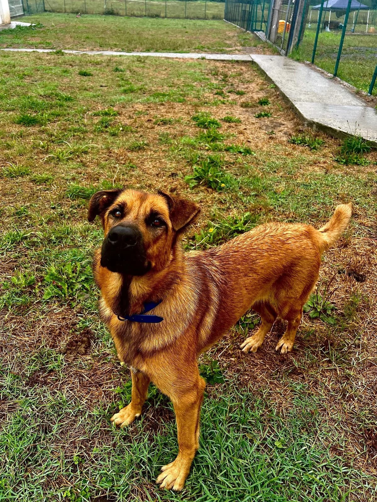 NAIKA, female Mixed Breed for adoption at Asociación Cometa