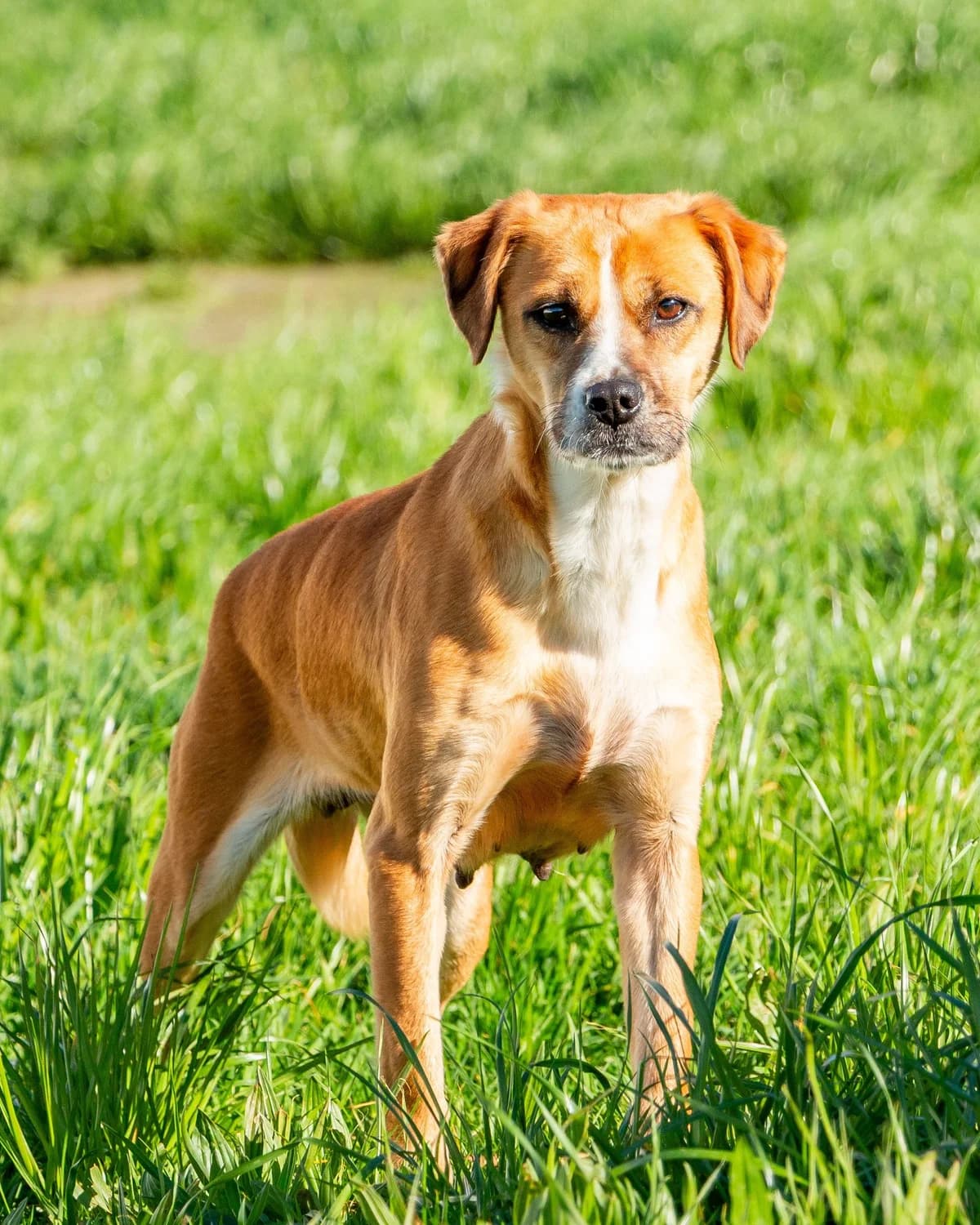 BRIZA, female Mixed Breed for adoption at Asociación Cometa