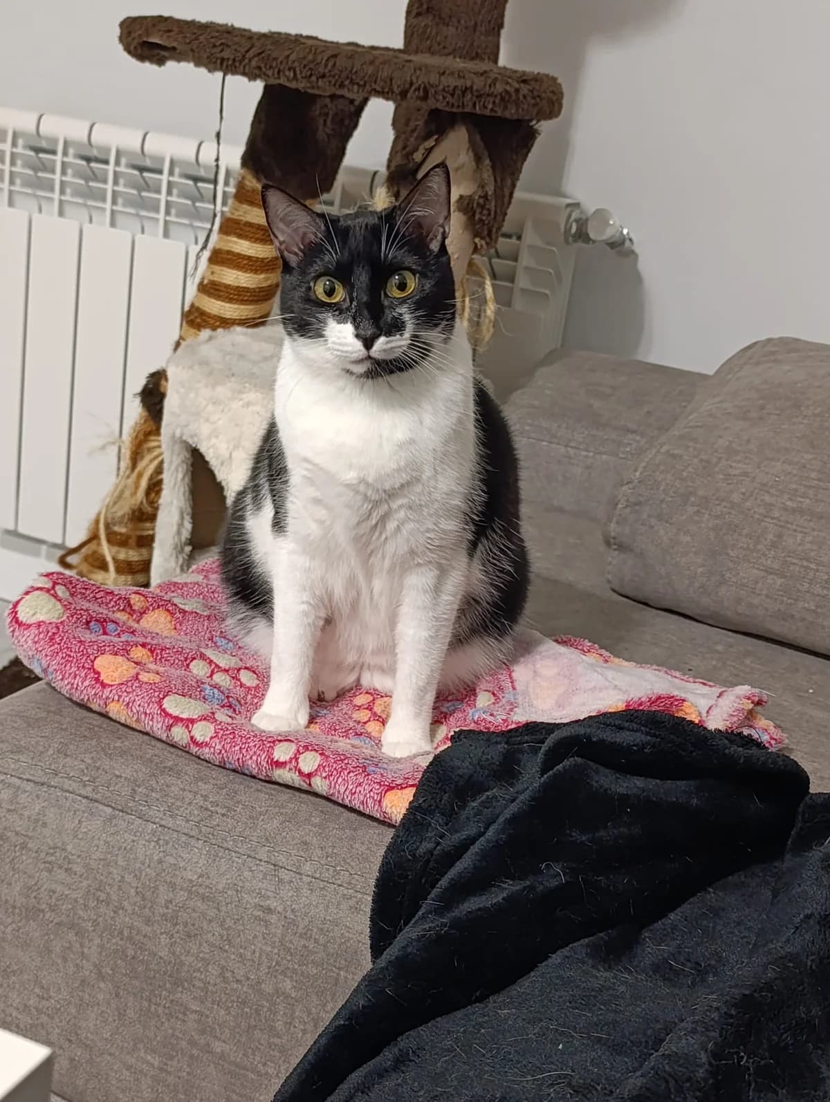 Gominola, female European Shorthair for adoption at Asociación Sol Guadalajara