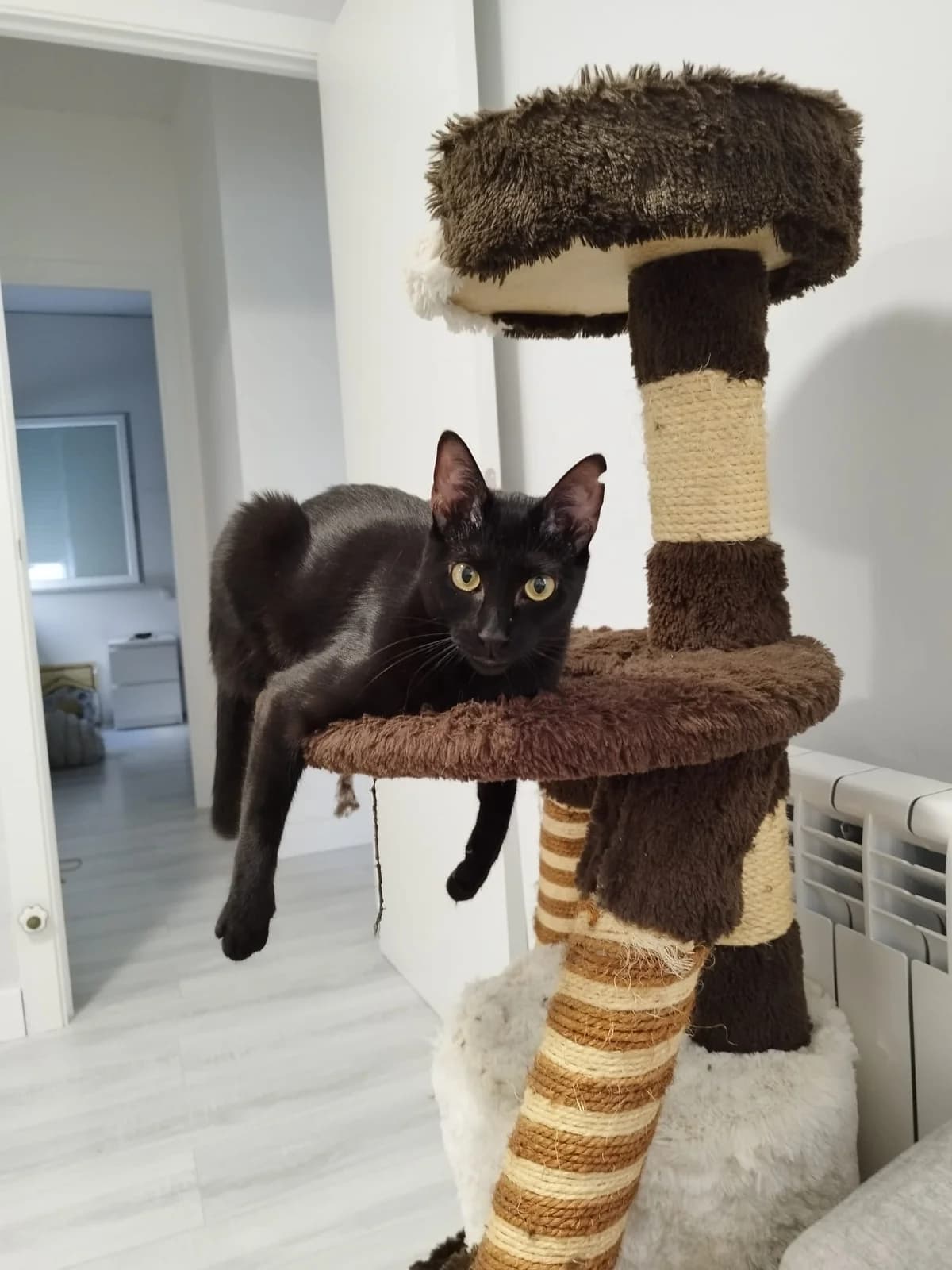 Regaliz, male European Shorthair for adoption at Asociación Sol Guadalajara