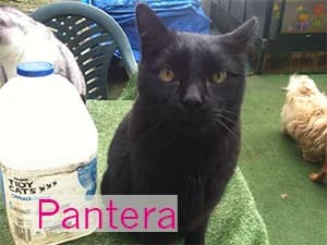 Pantera, male Mixed Breed for adoption at Asociación Abeiro