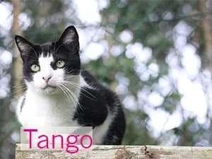 Tango, male Mixed Breed for adoption at Asociación Abeiro