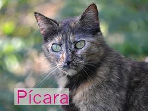 Picara, female Mixed Breed for adoption at Asociación Abeiro