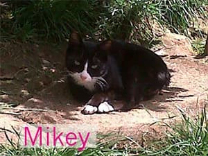 Mikey, male Mixed Breed for adoption at Asociación Abeiro