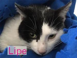 Lipe, male Mixed Breed for adoption at Asociación Abeiro
