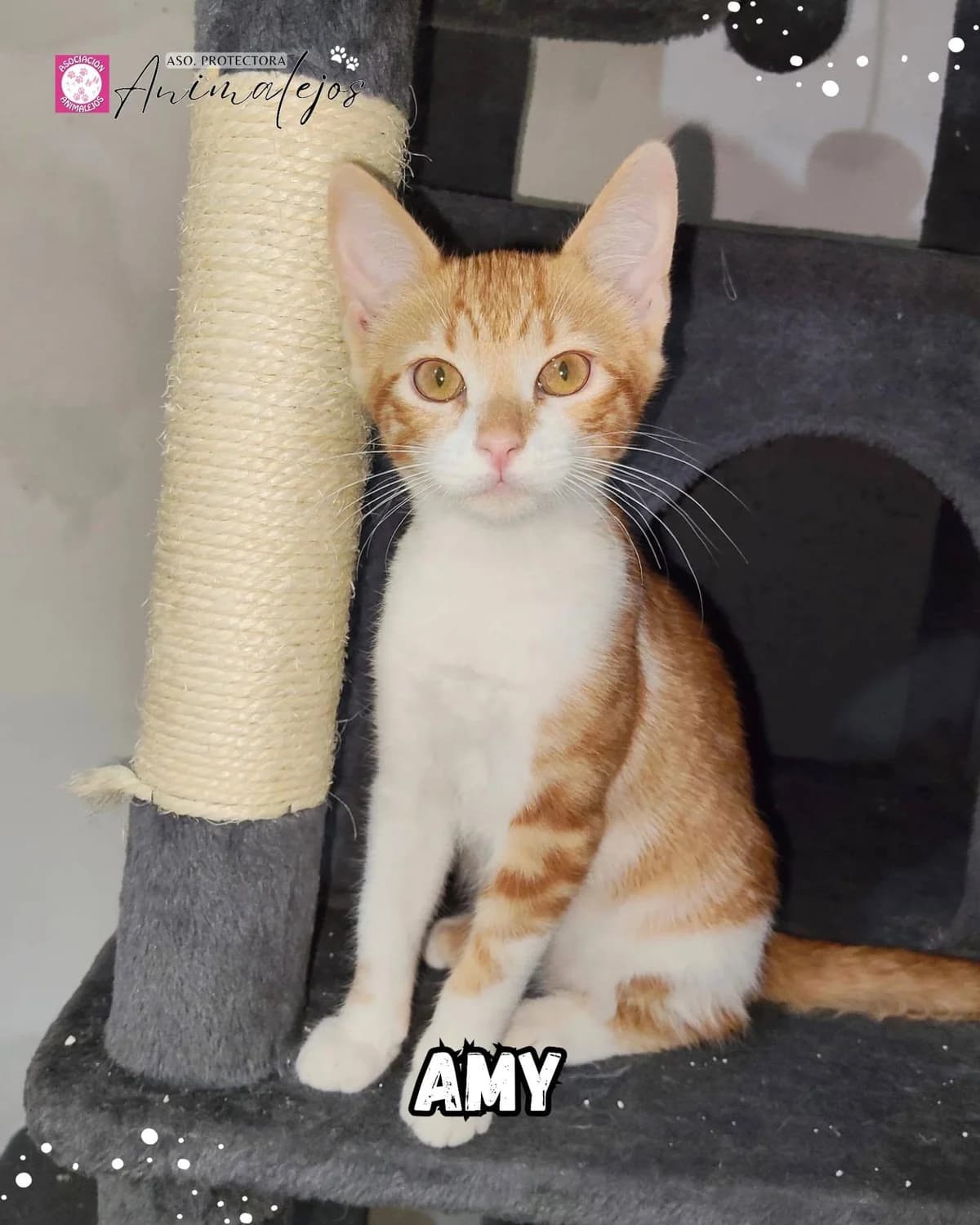 AMY, Blanco, Naranja female young Mixed Breed for adoption at Asociación Animalejos