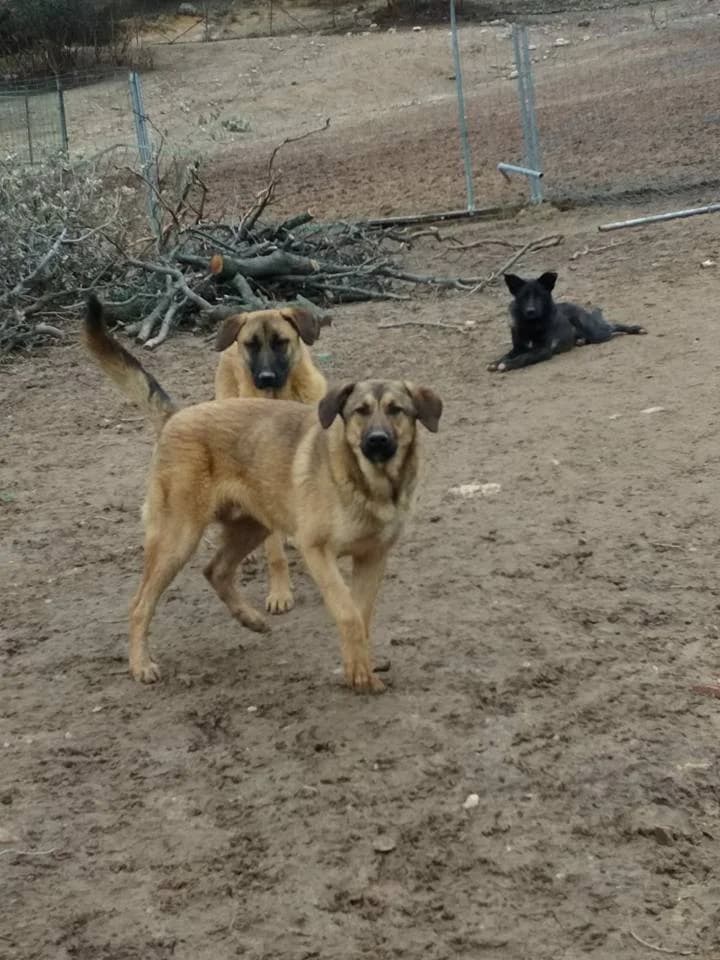 ASTERIX, Marron male young mixed breed for adoption at Asociación Animalejos