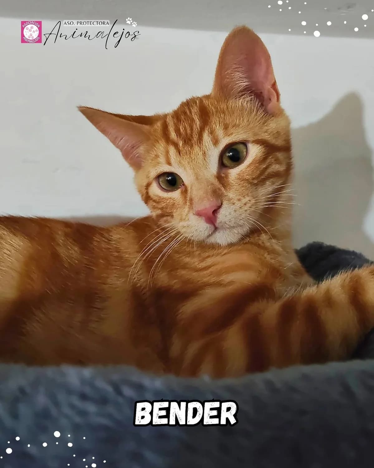 BENDER, Naranja male young Mixed Breed for adoption at Asociación Animalejos
