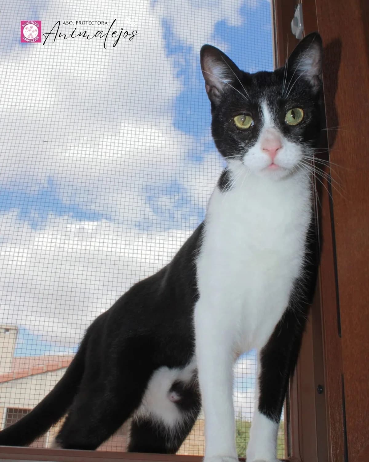 BENITO, Blanco, Negro male young Mixed Breed for adoption at Asociación Animalejos