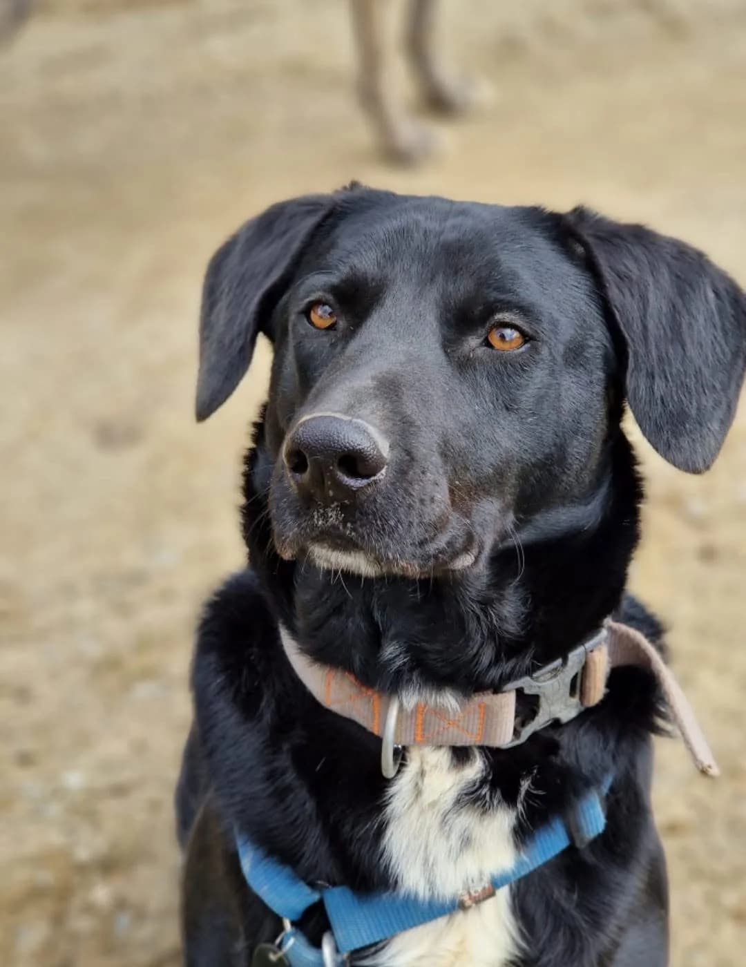 BROWNIE, male 6yo mixed breed for adoption at Asociación Animalejos