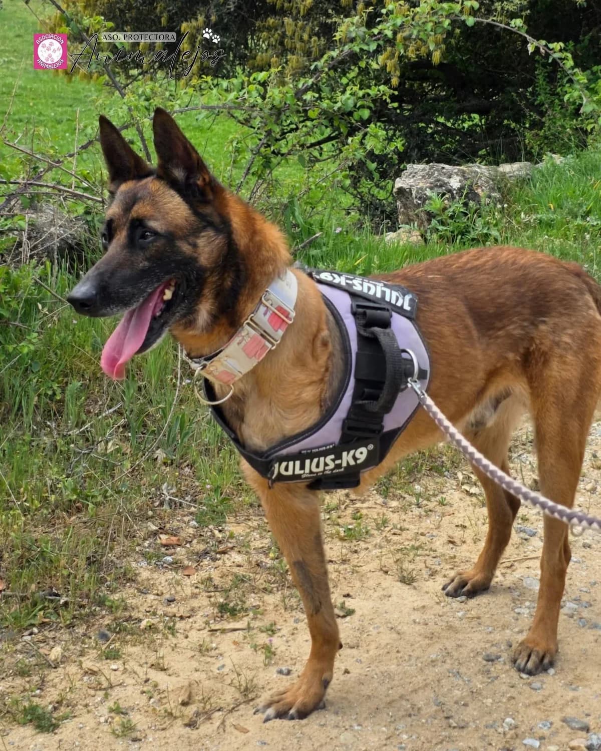 BRUNO, male young Mixed Breed for adoption at Asociación Animalejos