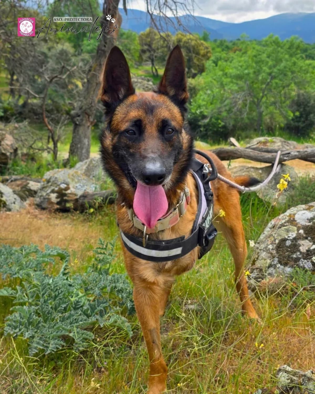 BRUNO, Marron male 3yo mixed breed for adoption at Asociación Animalejos