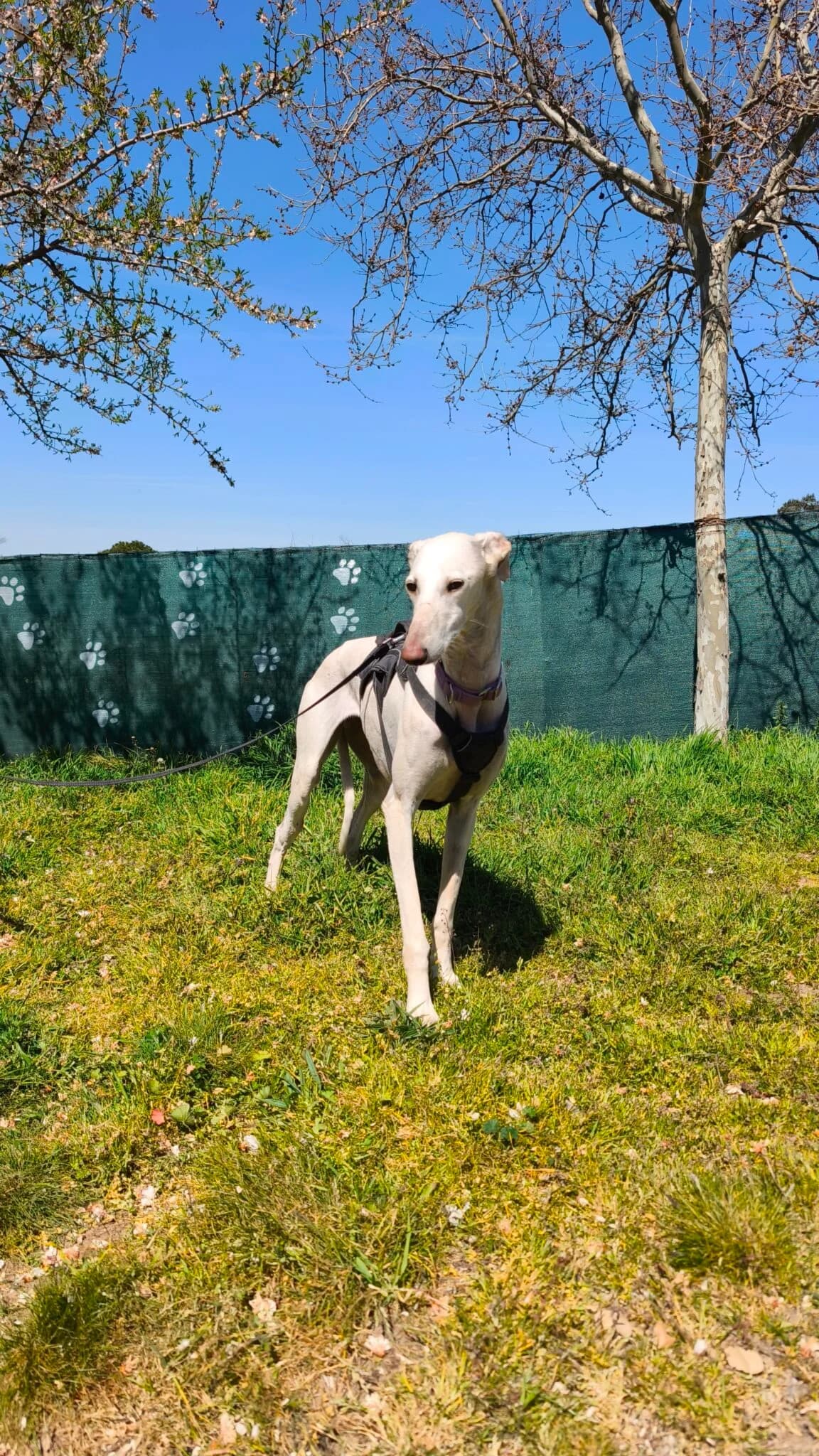 EMILY, Blanco female 3yo Galgo Español for adoption at Asociación Animalejos