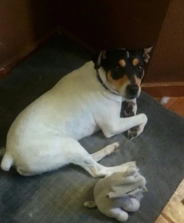 ERNESTO, Blanco, Con manchas male 6yo mixed breed for adoption at Asociación Animalejos