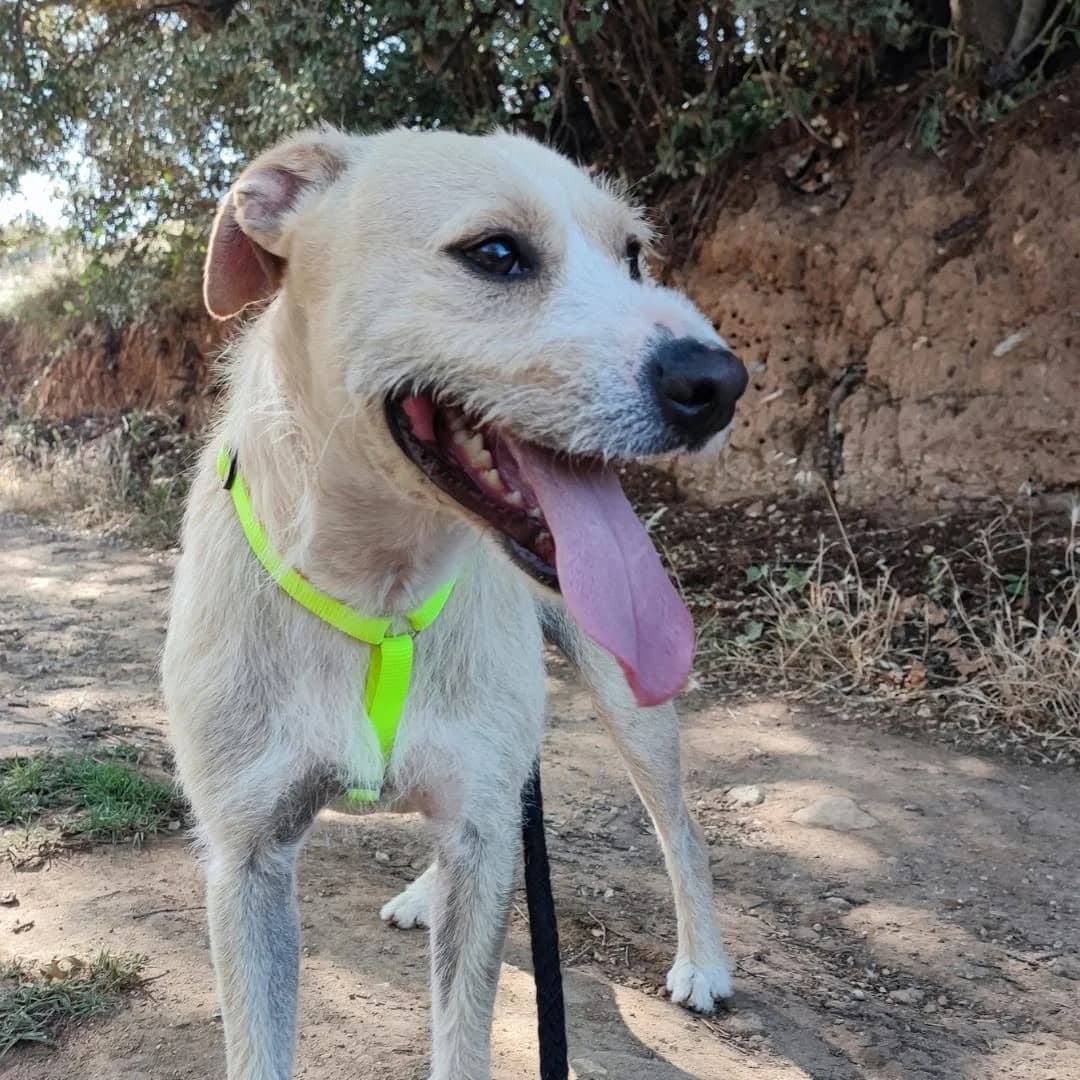 FILIPINO, Marron male 6yo Mixed Breed for adoption at Asociación Animalejos