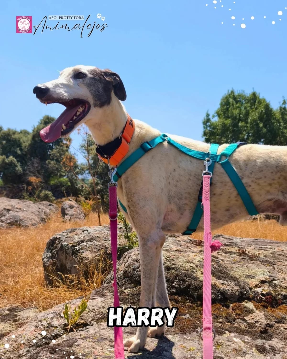 HARRY, Blanco, Negro male 6yo Galgo Español for adoption at Asociación Animalejos