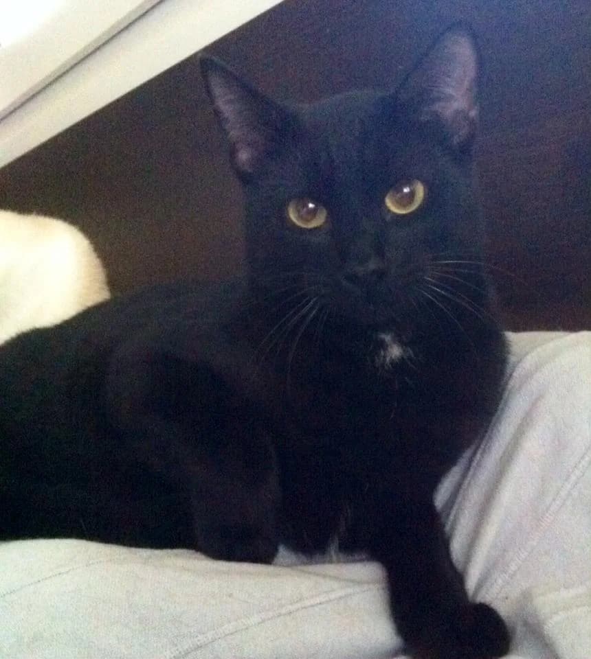 JUEVES, Negro male 3yo mixed breed for adoption at Asociación Animalejos