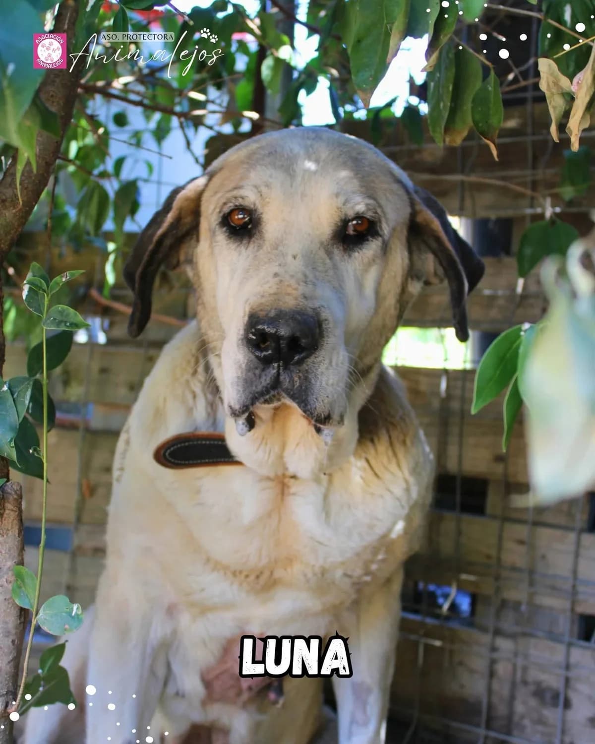 LUNA EN ADOPCIÓN, female senior mixed breed for adoption at Asociación Animalejos
