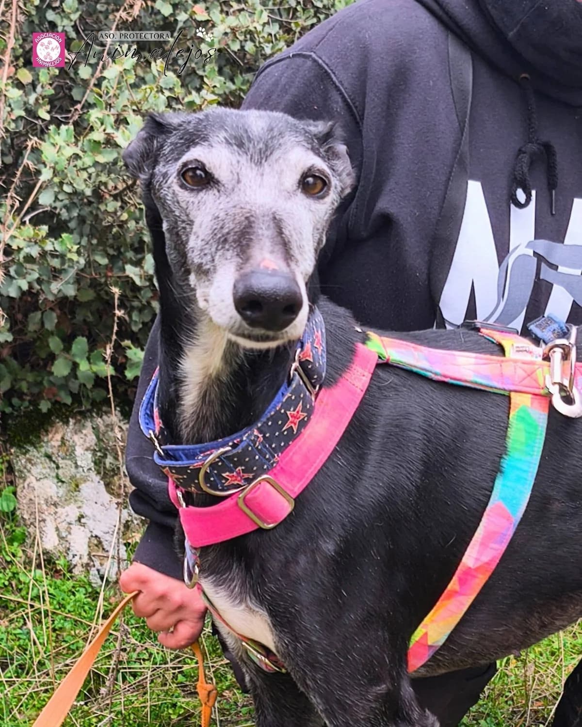 MELISA, Negro male senior Galgo Español for adoption at Asociación Animalejos