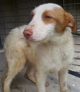 MICKI, Blanco, Marron male 3yo mixed breed for adoption at Asociación Animalejos