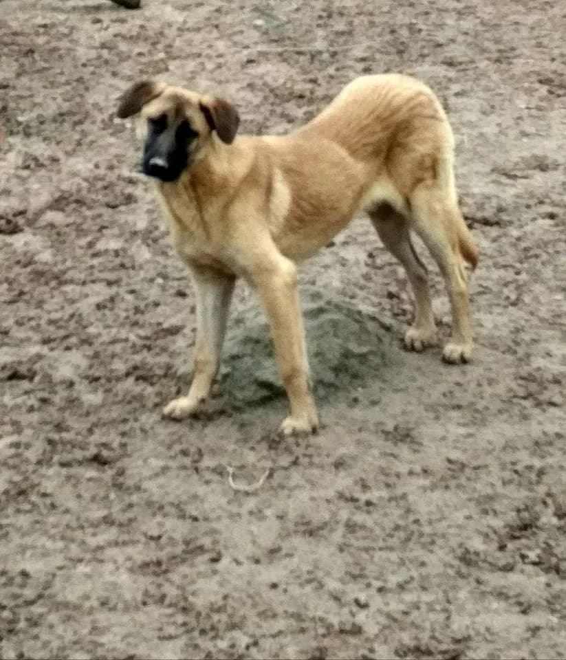 OBELIX, Marron male young mixed breed for adoption at Asociación Animalejos
