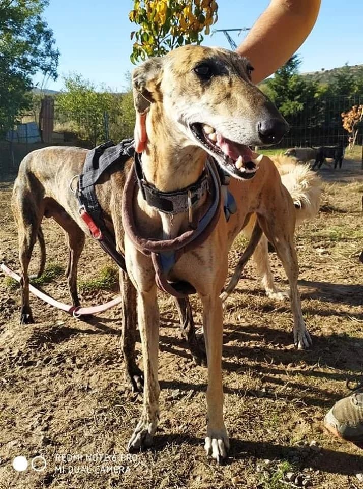 PENELOPE, Marron female 3yo Galgo Español for adoption at Asociación Animalejos