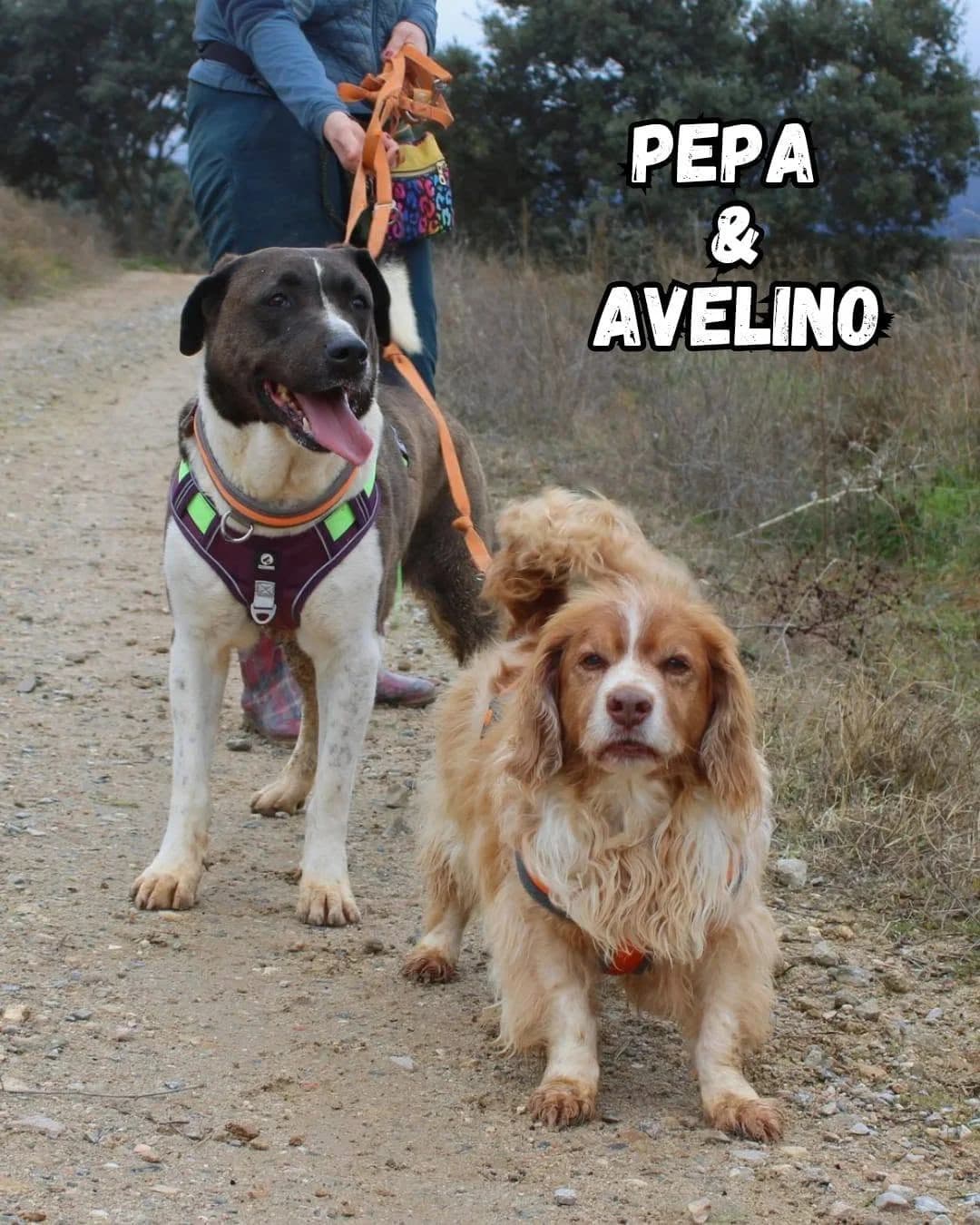 PEPA Y AVELINO, female senior Mixed Breed for adoption at Asociación Animalejos