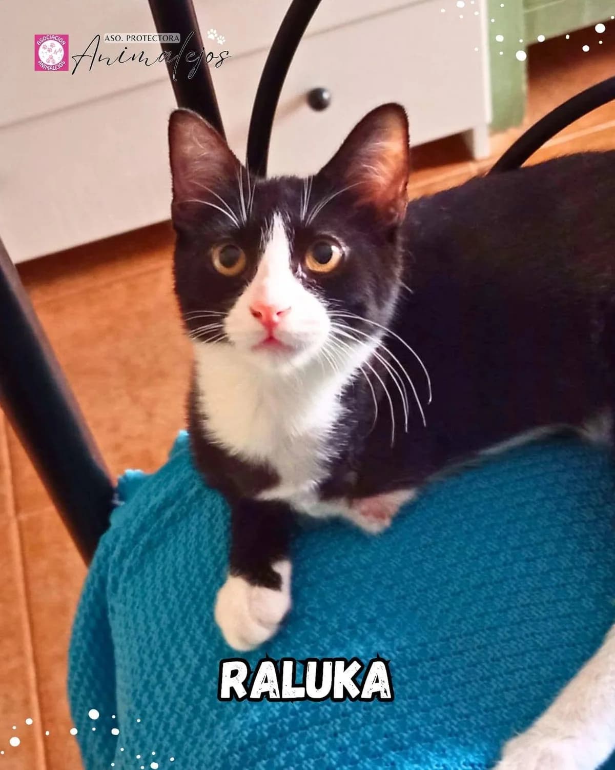 RALUKA, Blanco, Negro male 3yo Mixed Breed for adoption at Asociación Animalejos