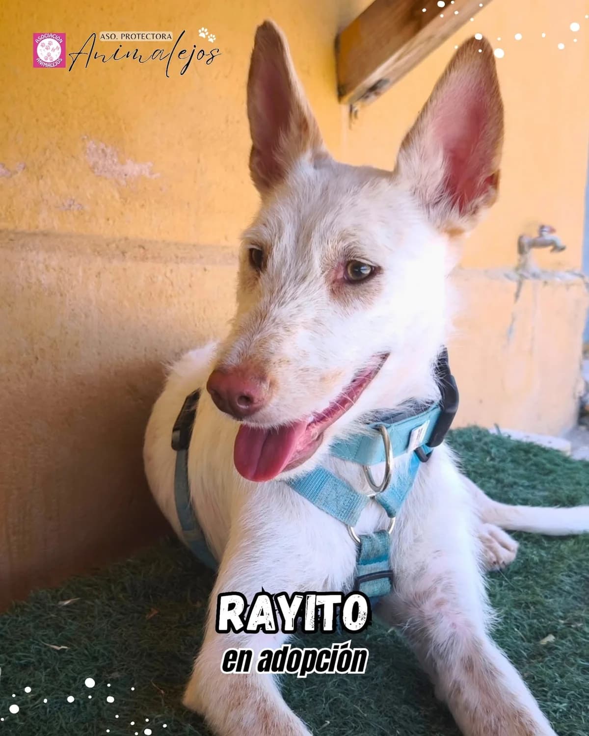 RAYITO, Blanco male young Mixed Breed for adoption at Asociación Animalejos