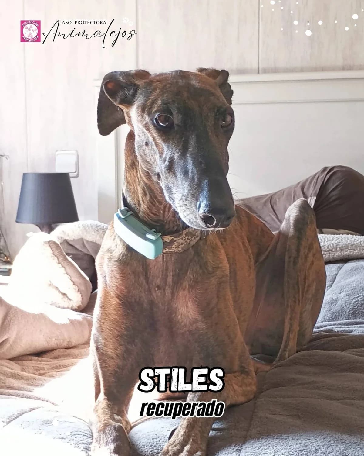STILES, Atigrado male 3yo Galgo Español for adoption at Asociación Animalejos
