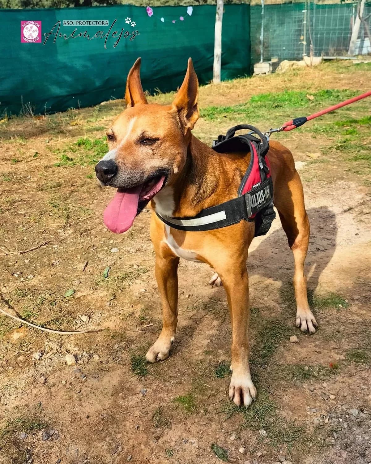 SULTÁN, Marron male young mixed breed for adoption at Asociación Animalejos