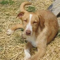ZETA, Blanco, Marron male 6yo mixed breed for adoption at Asociación Animalejos