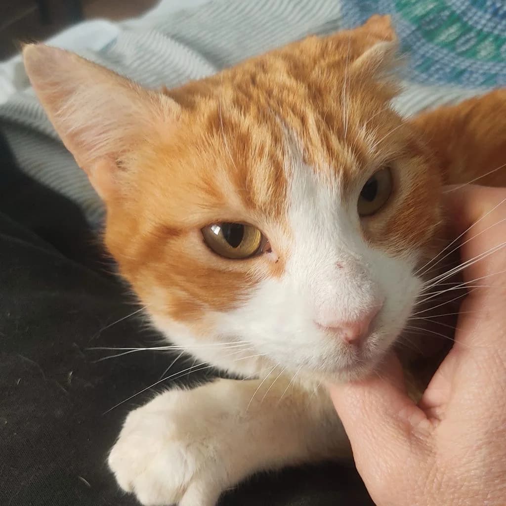 Eki, male 5yo Mixed Breed for adoption at Asociación Catopia