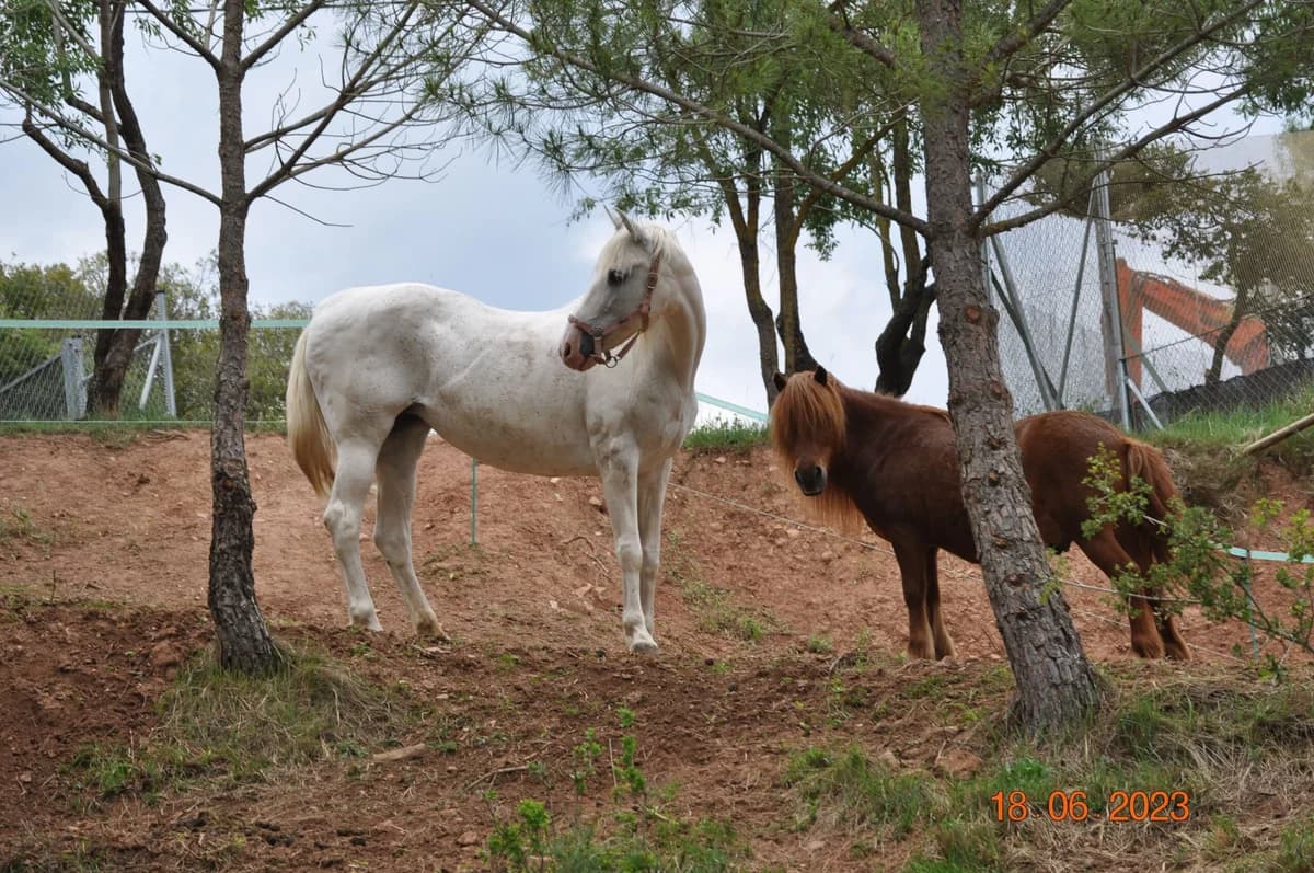 Lluvia, female senior mixed breed for adoption at Asociación Defensa Équidos (ADE)