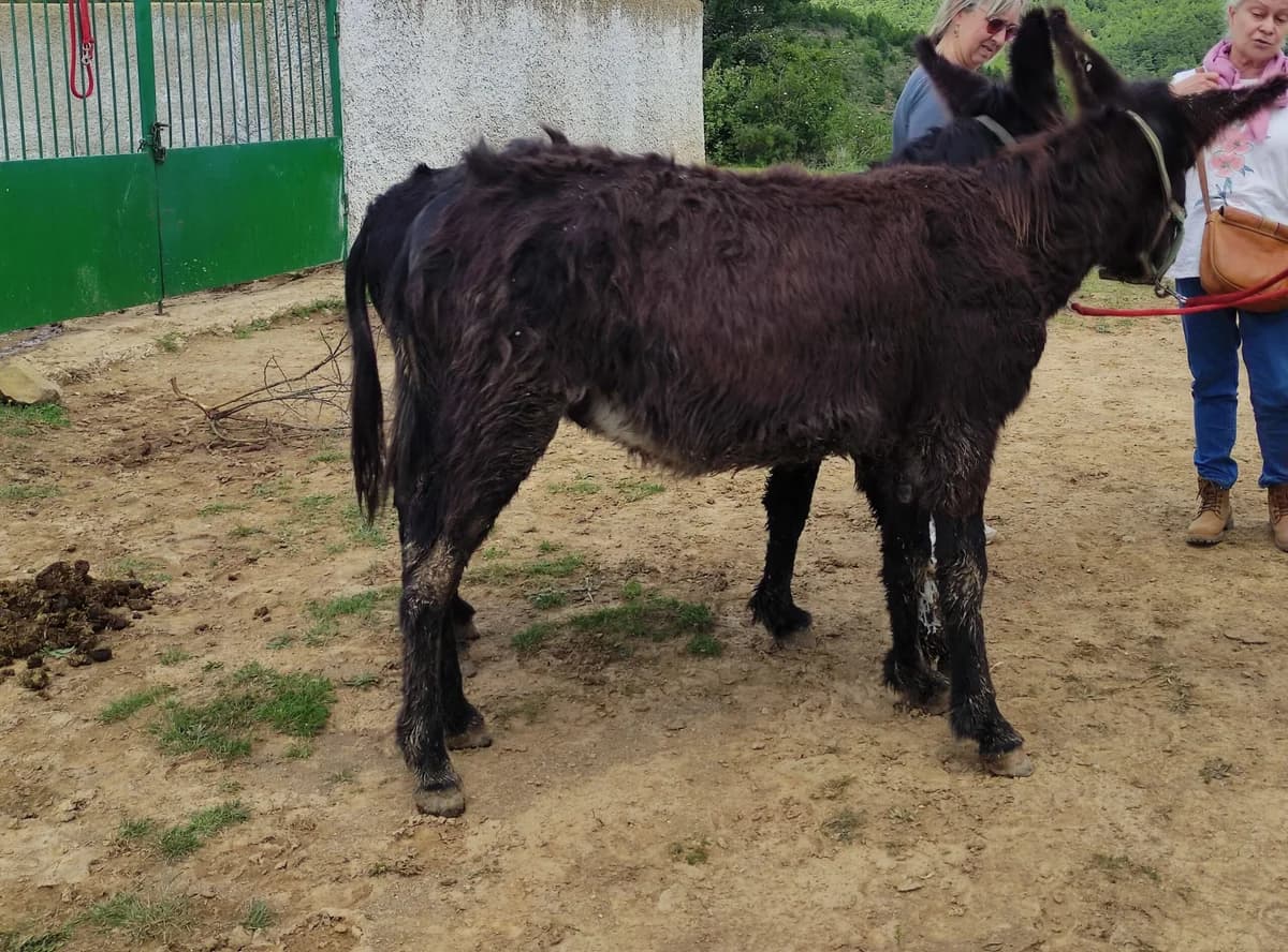 Cantinflas, female senior mixed breed for adoption at Asociación Defensa Équidos (ADE)