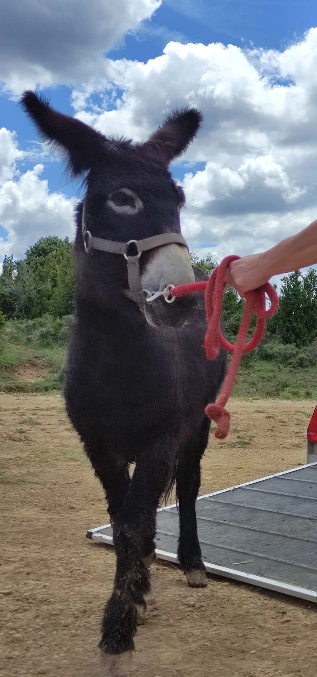 Chulo, male 7yo mixed breed for adoption at Asociación Defensa Équidos (ADE)