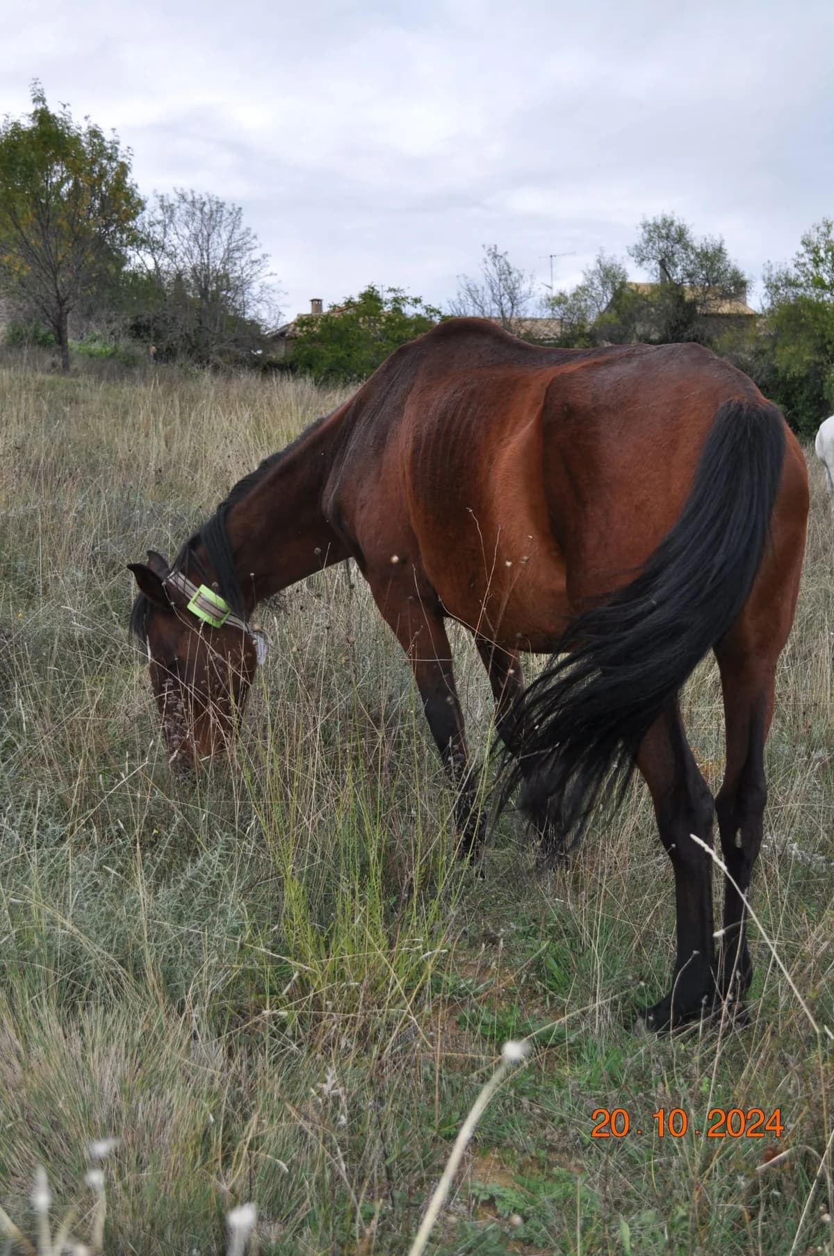 Evora, female senior mixed breed for adoption at Asociación Defensa Équidos (ADE)