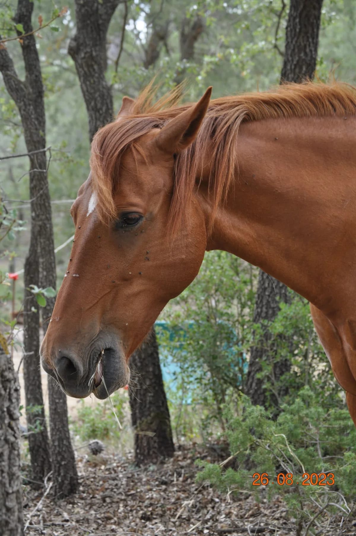 Fox, male senior mixed breed for adoption at Asociación Defensa Équidos (ADE)