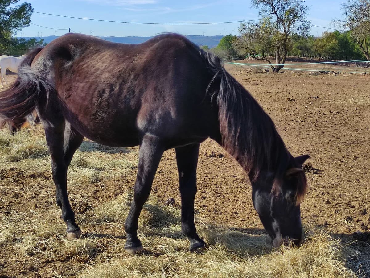 Danila, female senior mixed breed for adoption at Asociación Defensa Équidos (ADE)