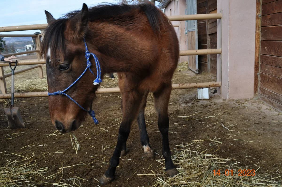 Capri, male 3yo mixed breed for adoption at Asociación Defensa Équidos (ADE)