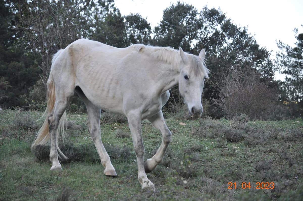 Cuco, male senior mixed breed for adoption at Asociación Defensa Équidos (ADE)