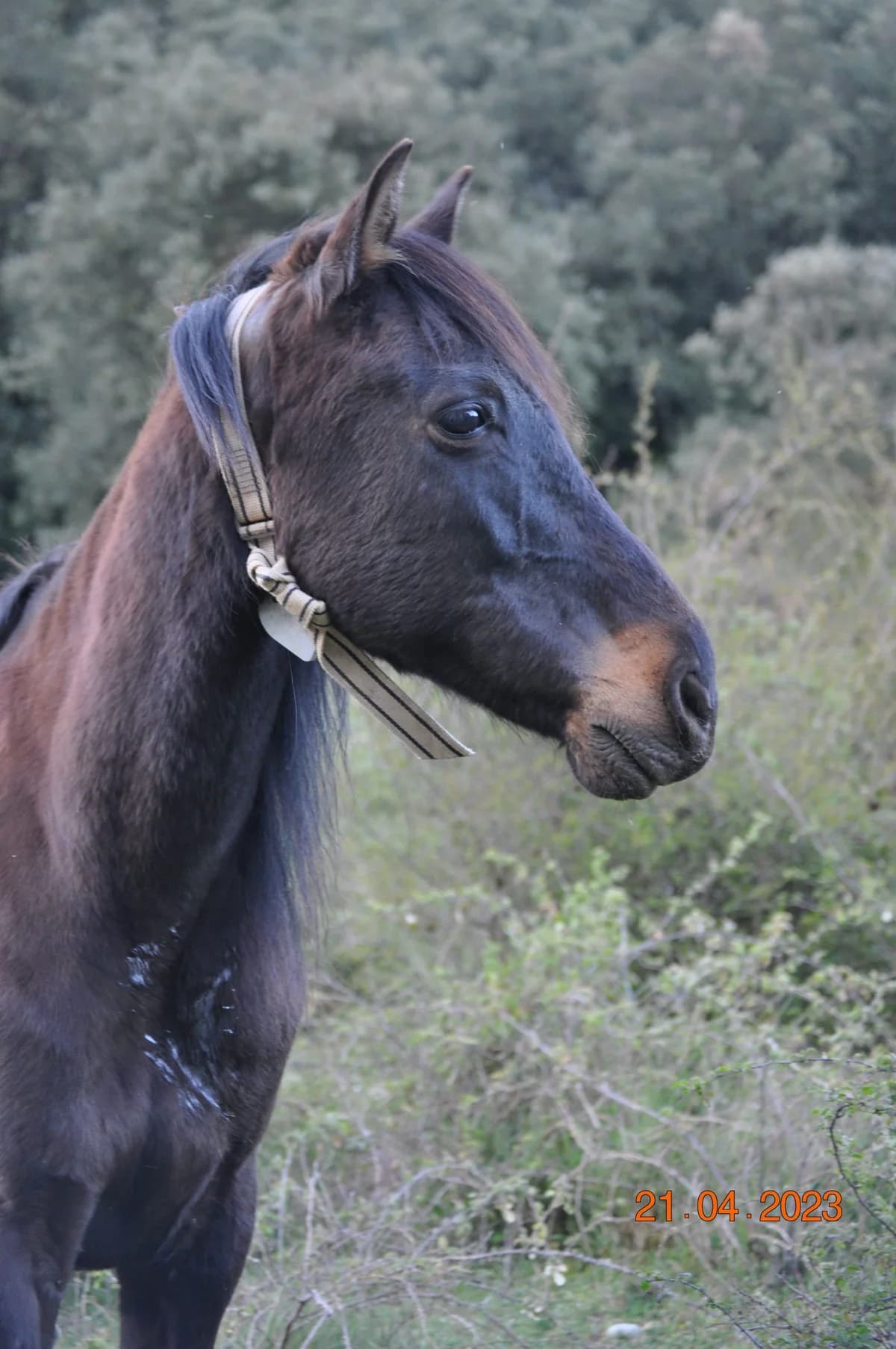 Bruno, male senior mixed breed for adoption at Asociación Defensa Équidos (ADE)